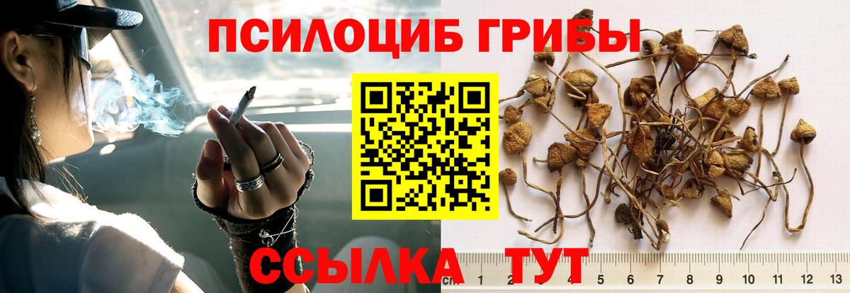 Скопин  Галлюциногенные грибы GOLDEN TEACHER  Вход с VPN 